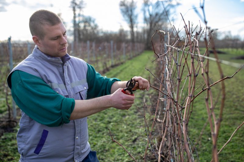 Grape Pruning in Winter