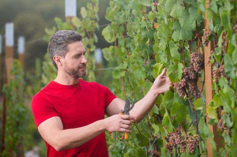 Products For Grape Prunings in use