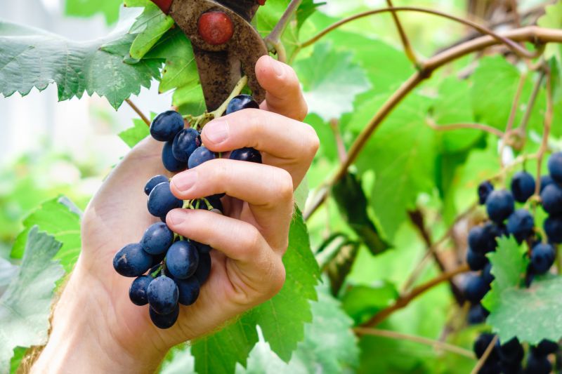 Increase Your Grape Pruning Business with an AI Driven, Targeted Website