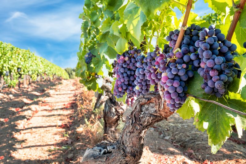 Grape Pruning